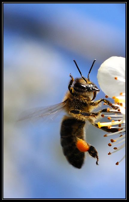 Abeille-avril_2009 (2)